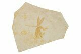 Fossil Dragonfly (Tharsophlebia) - Solnhofen Limestone #263471-1